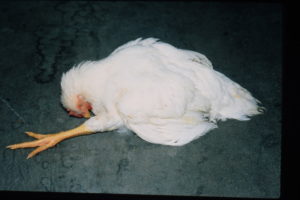 Болезни куриц - Болезнь Марека (паралич)