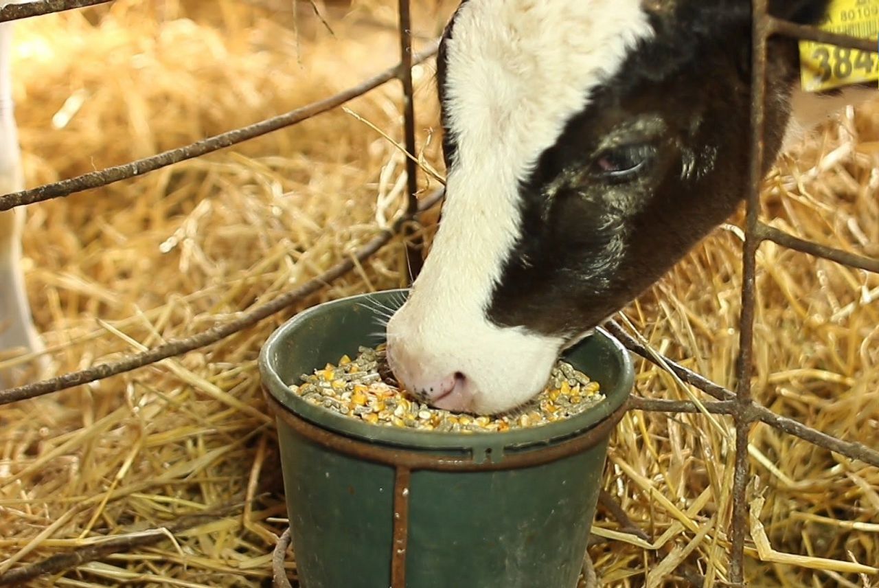 корма и кормовые добавки для сельскохозяйственных животных